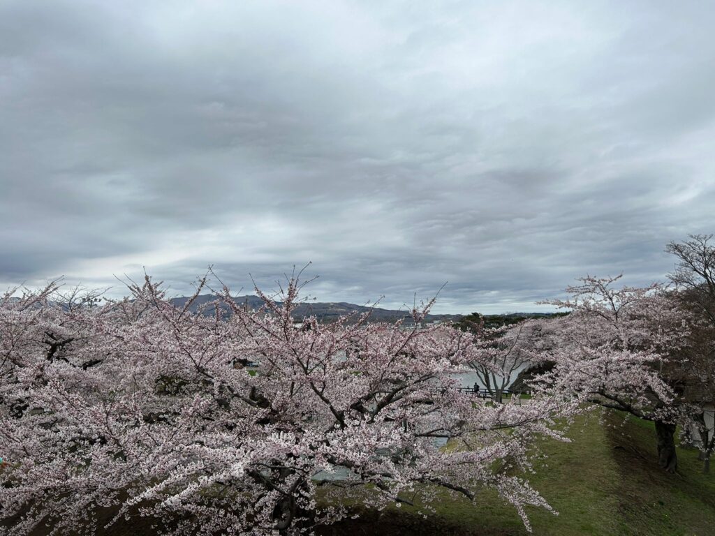 櫻花