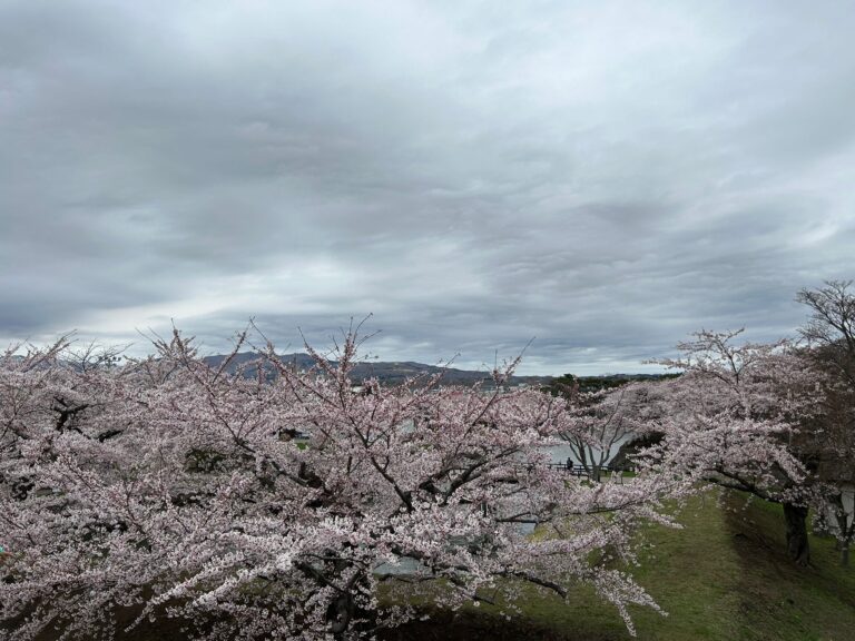 櫻花