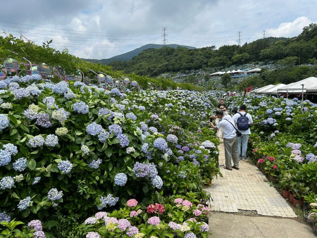 高家繡球花田